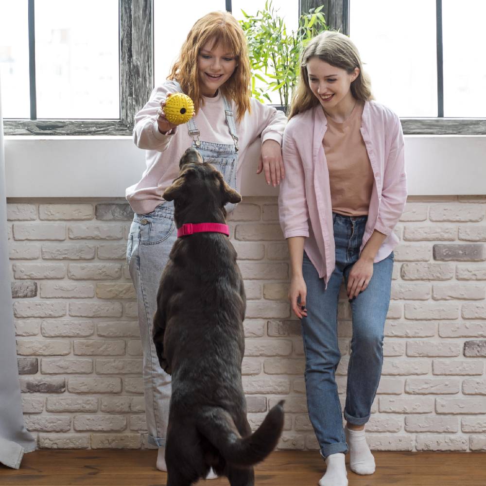 Gentle Journey Home home euthanasia Aftercare options Bereavement Counseling Pet euthanasia process